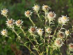 Image of carline thistle