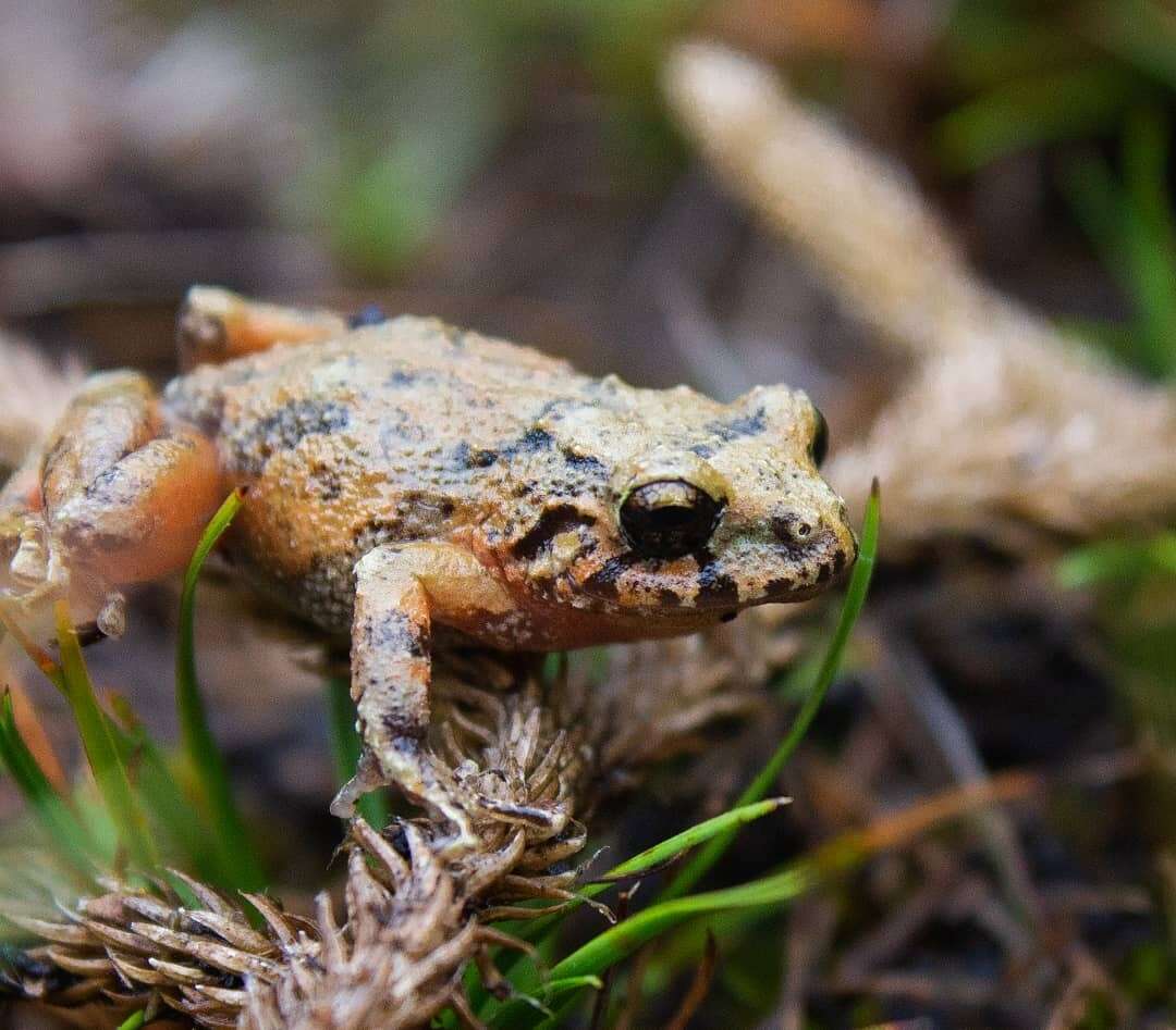 Image of Bogota Robber Frog