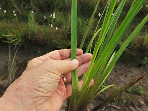 Imagem de Xyris laxifolia var. iridifolia (Chapm.) Kral