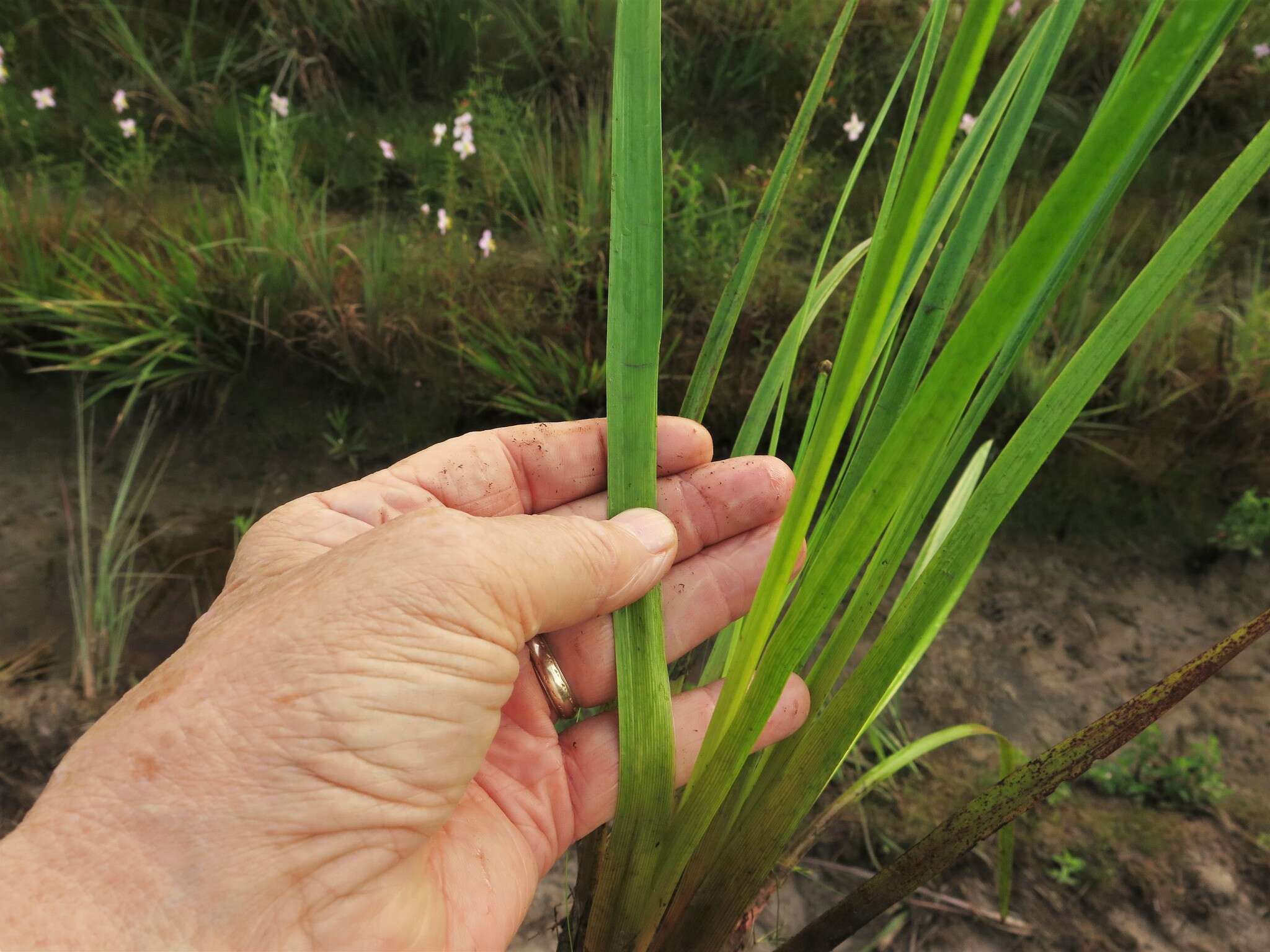 Image of irisleaf yelloweyed grass