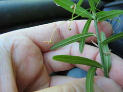 Image of dwarf euonymus