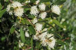 Image of Hakea oleifolia (Sm.) R. Br.