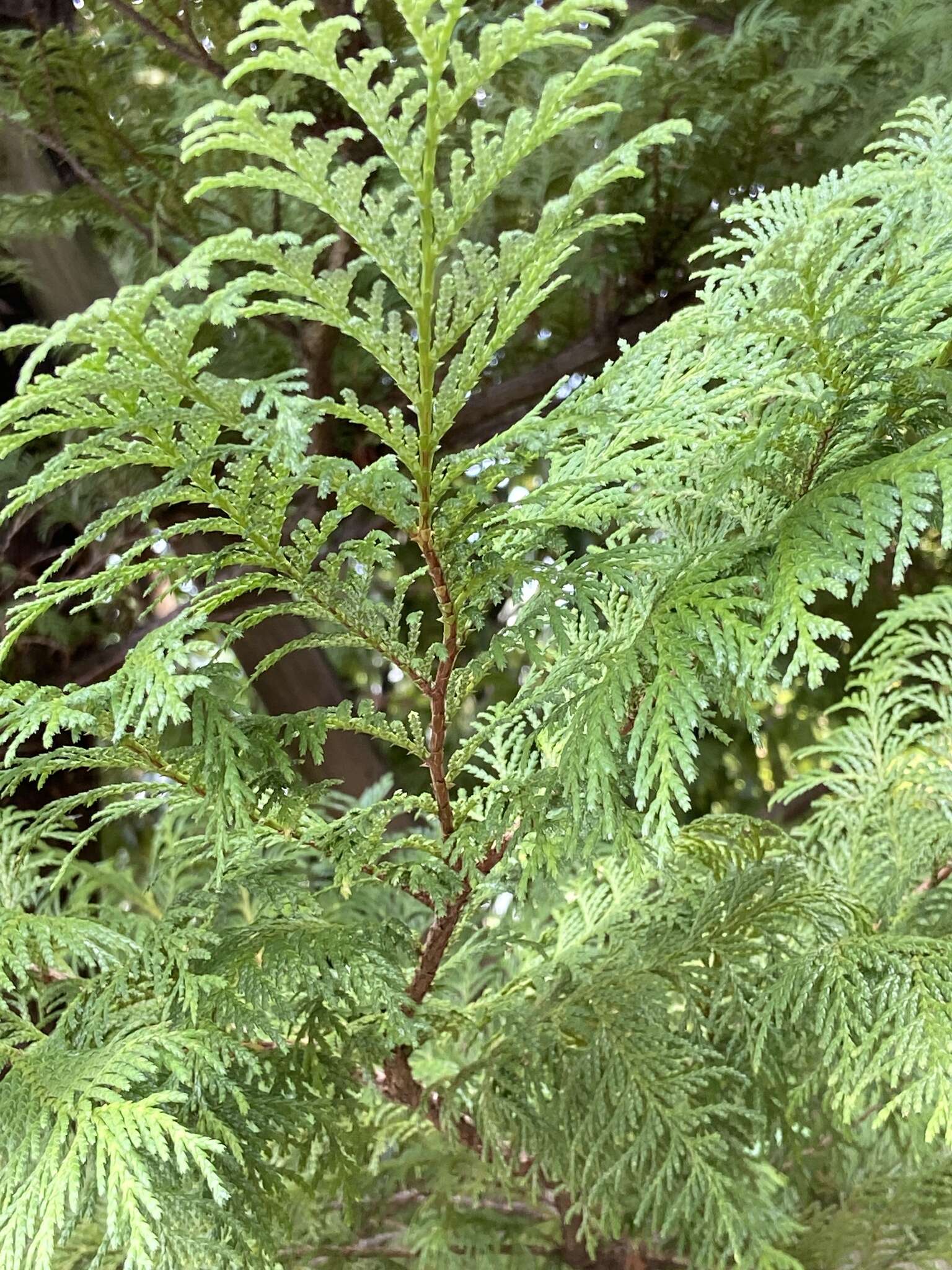 Image of Hinoki Cypress