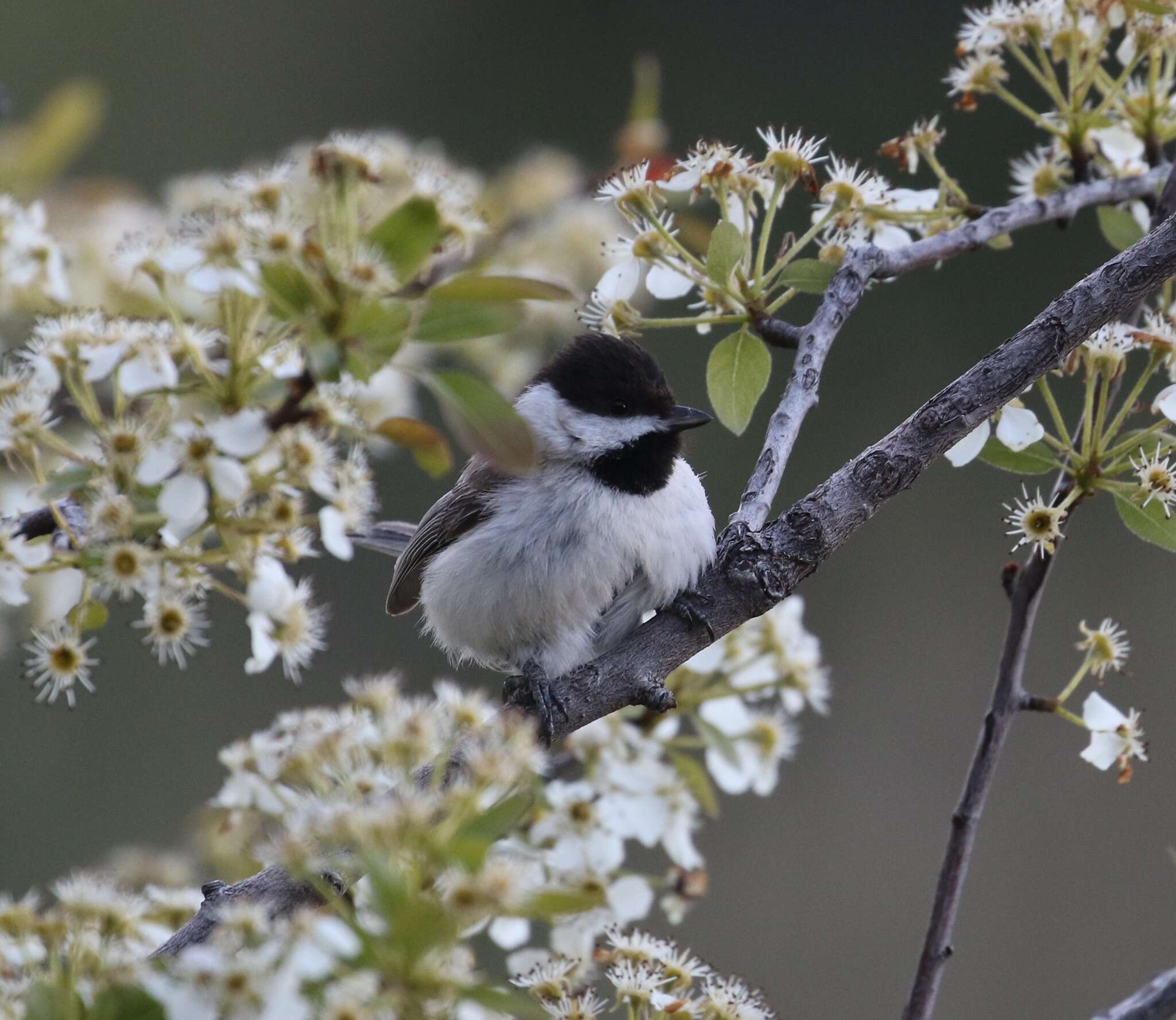 Image of Sombre Tit