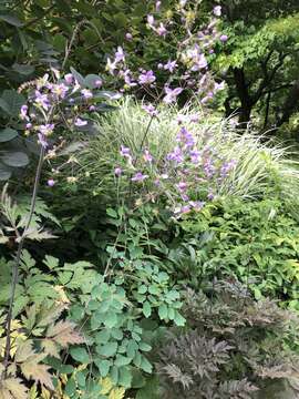 Imagem de Thalictrum delavayi Franch.