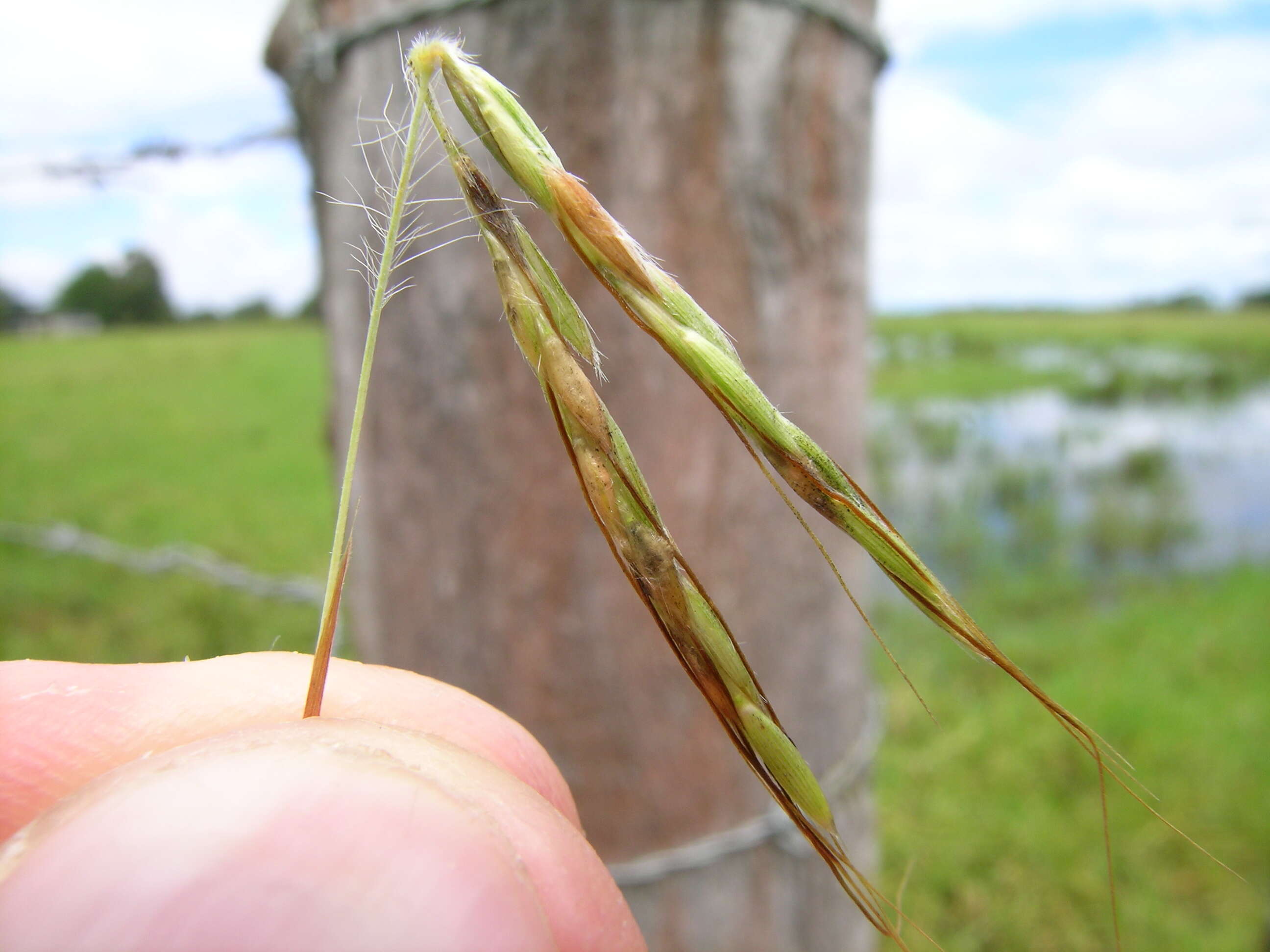 Image of thatching grass