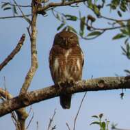 Image of Asian Barred Owlet