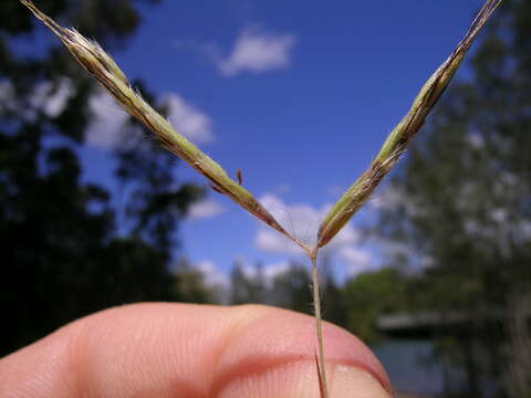 Image of thatching grass