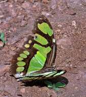 Imagem de Siproeta stelenes meridionalis (Fruhstorfer 1909)