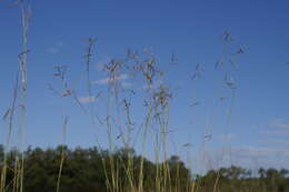 Image of thatching grass