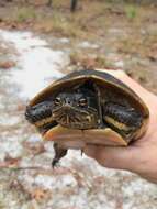 Image of Deirochelys reticularia reticularia (Latreille 1801)