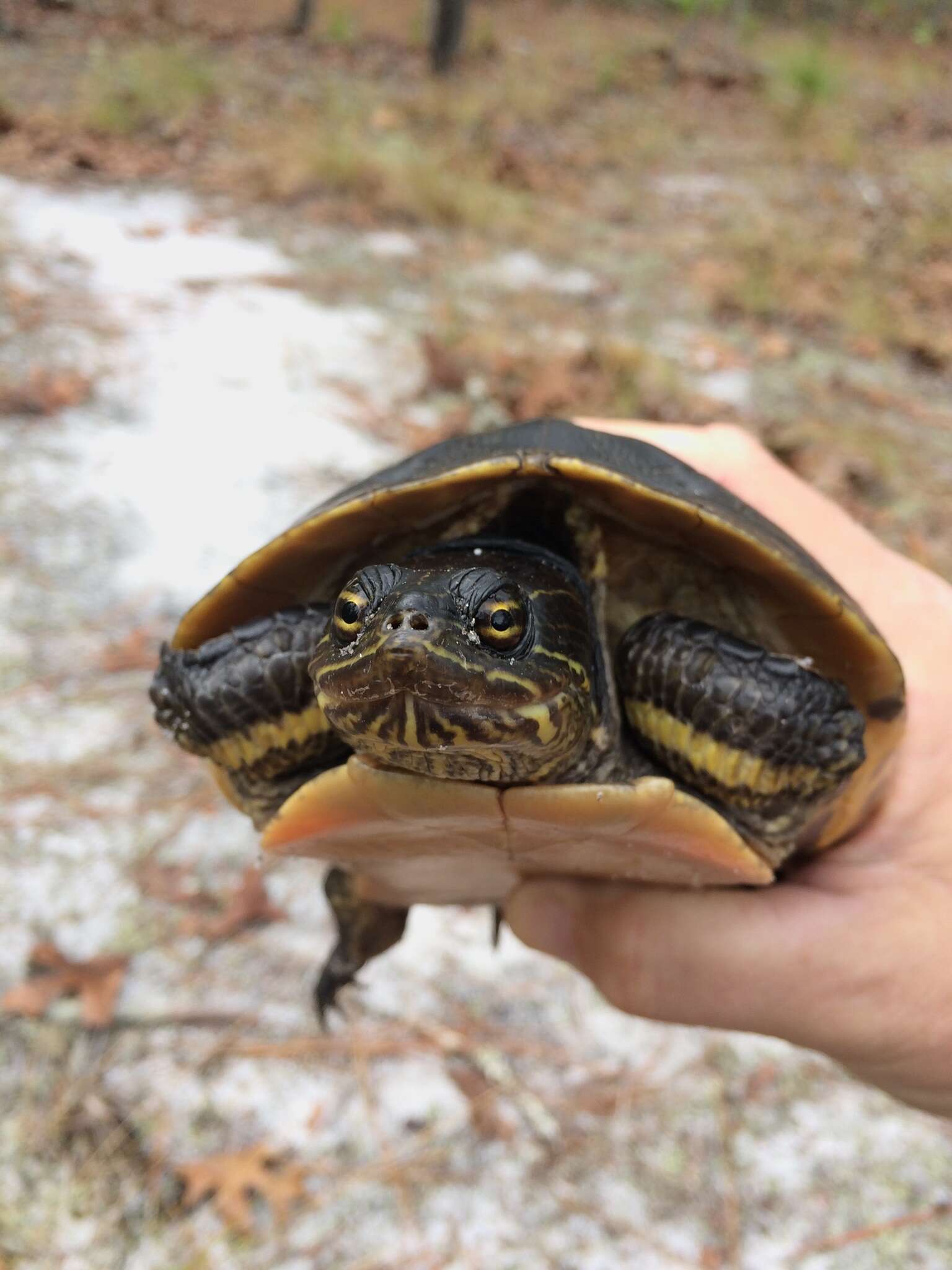 Imagem de Deirochelys reticularia reticularia (Latreille 1801)