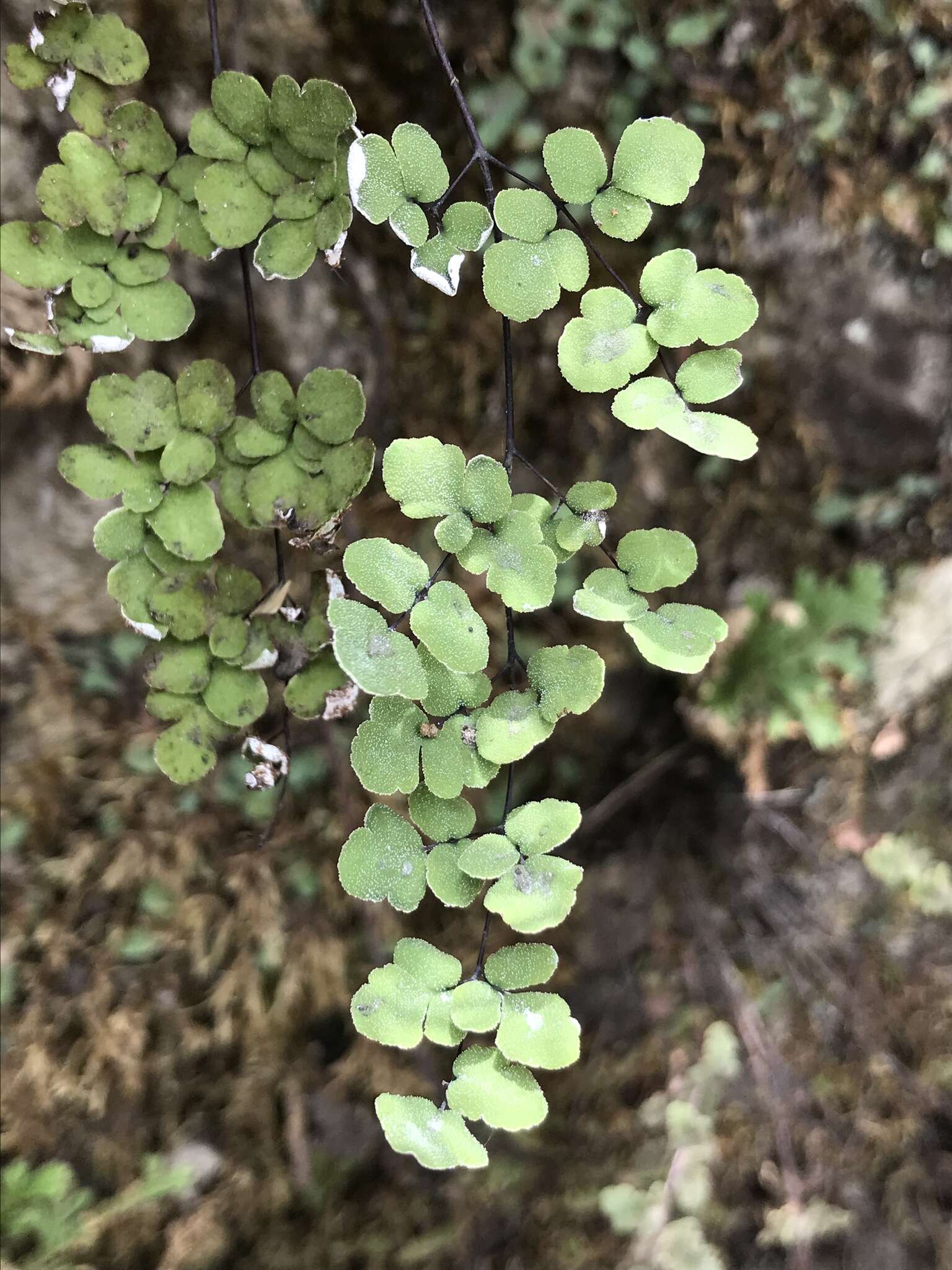 Слика од Argyrochosma incana (C. Presl) Windham