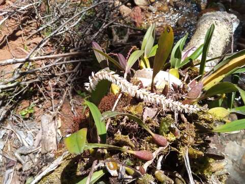 Image of Bulbophyllum multiflorum Ridl.