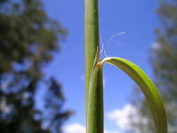 Image of thatching grass