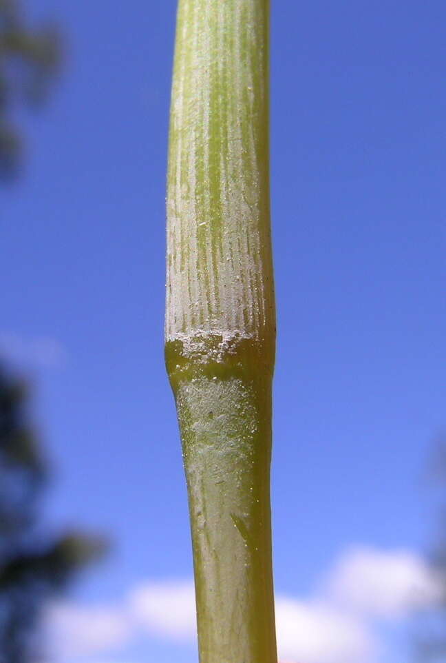 Plancia ëd Hyparrhenia hirta (L.) Stapf