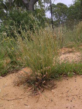 Plancia ëd Hyparrhenia hirta (L.) Stapf