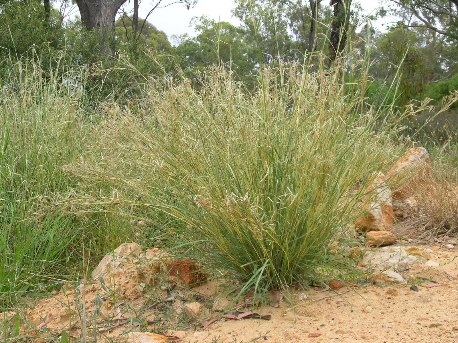 Plancia ëd Hyparrhenia hirta (L.) Stapf