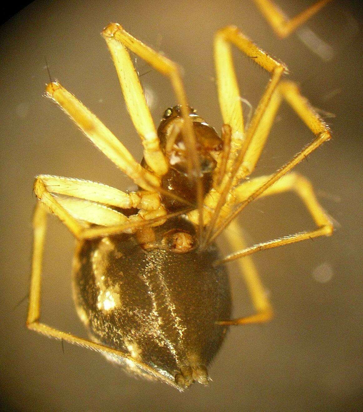 Sivun Tenuiphantes tenuis (Blackwall 1852) kuva
