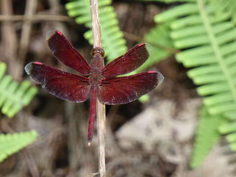 Image of Neurothemis terminata Ris 1911