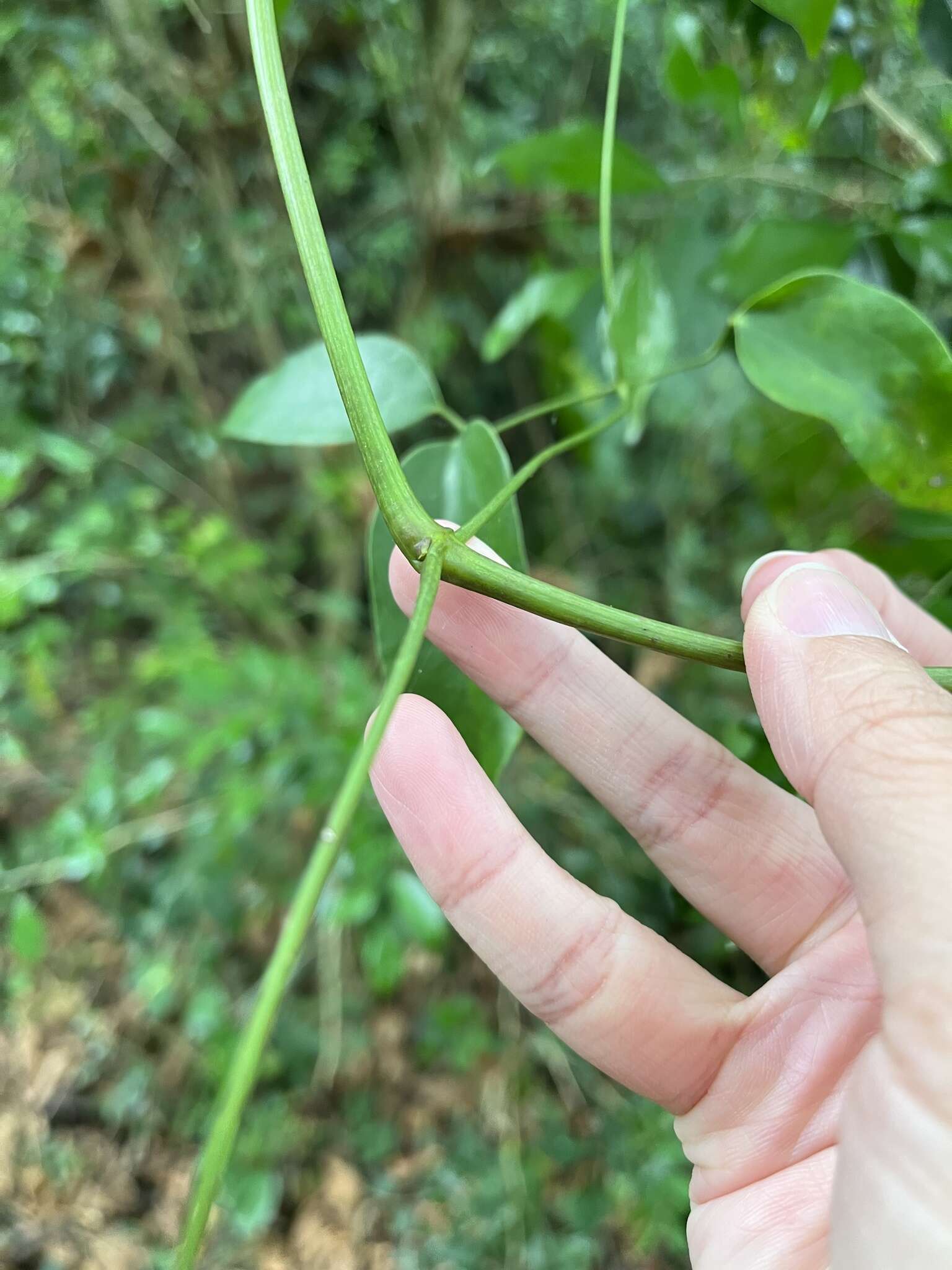 Imagem de Clematis uncinata Champ. ex Benth.