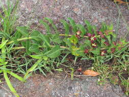 Image of Pachycarpus concolor subsp. concolor