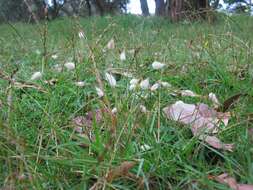 Image of harestail grass