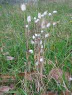 Image of harestail grass