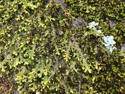 Image of Wall Scalewort