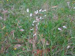 Image of harestail grass