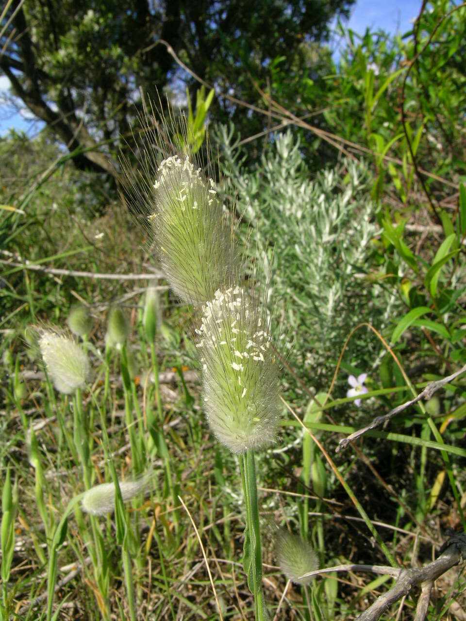 Image of harestail grass