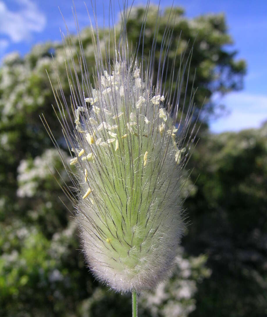 Image of harestail grass