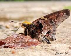 Image of Mercurial Skipper