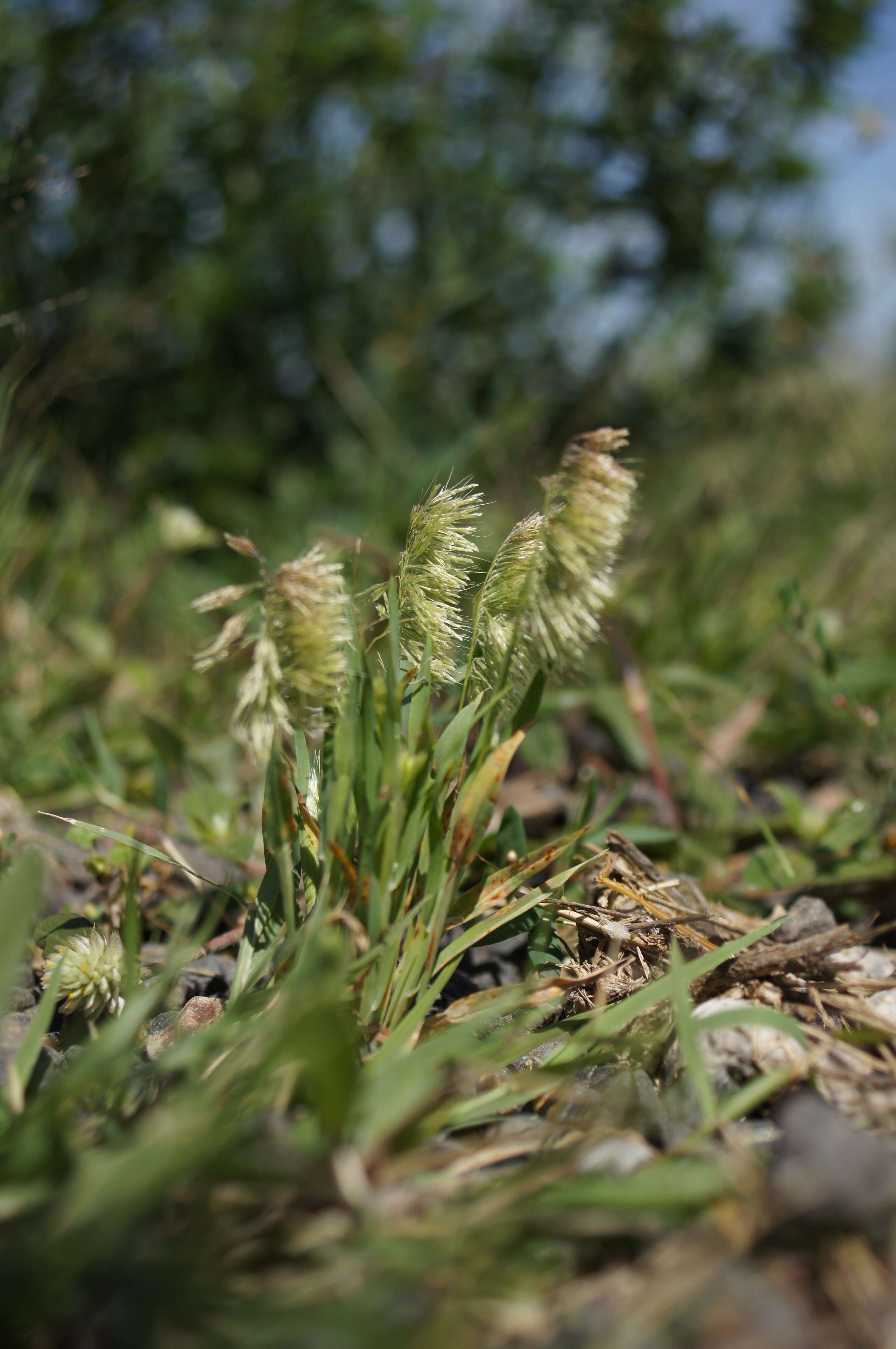 صورة Lamarckia