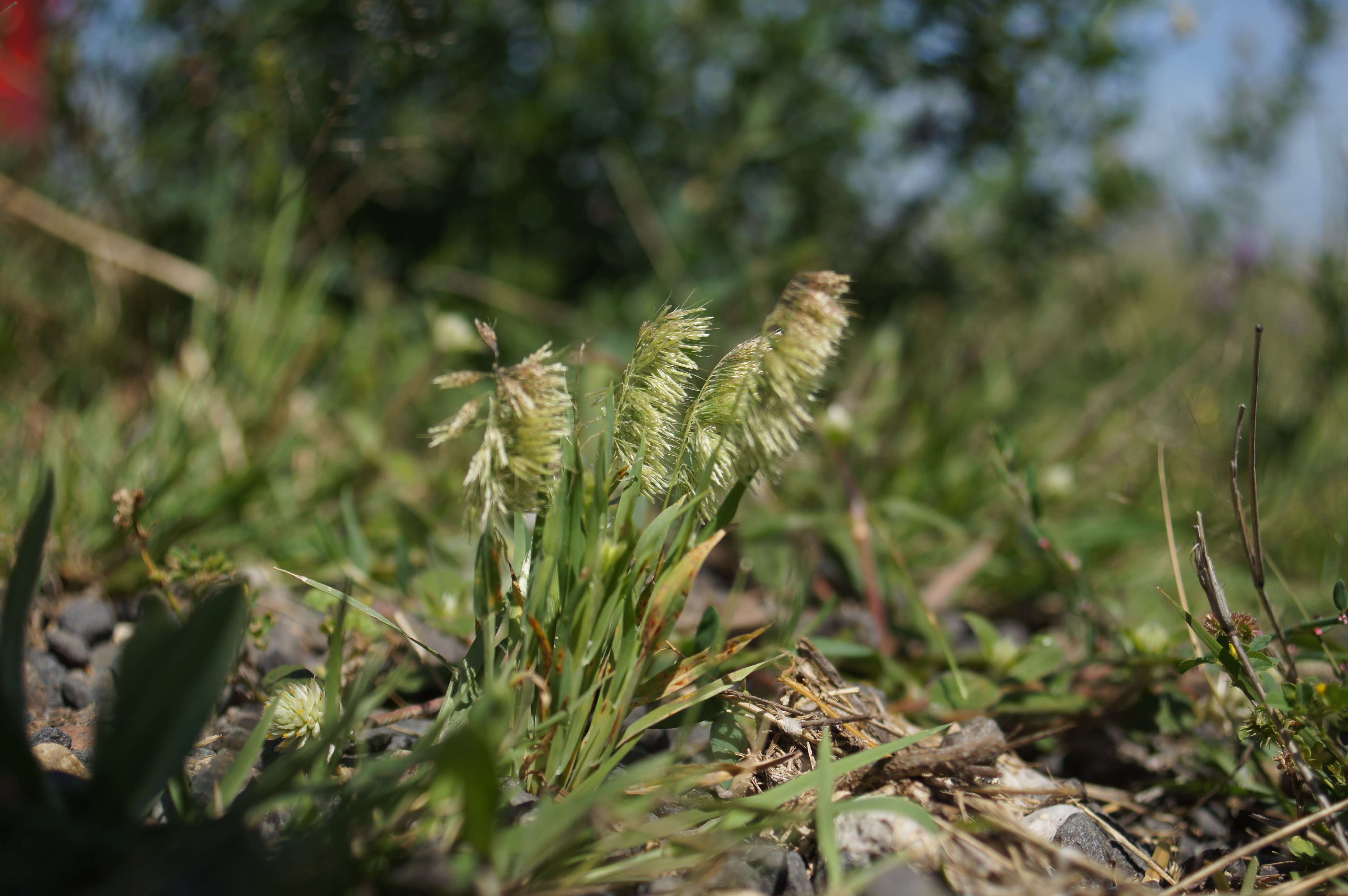 صورة Lamarckia