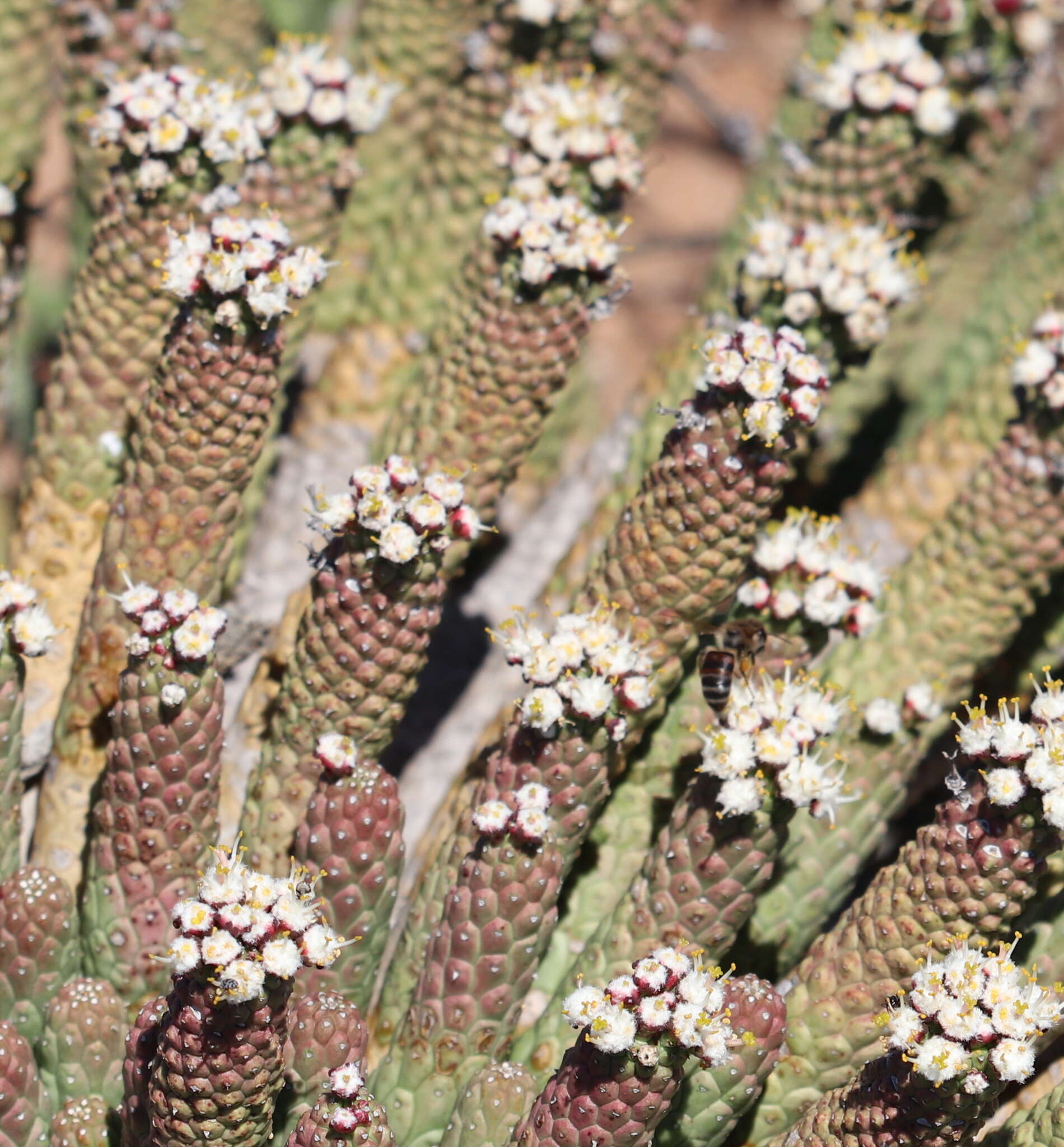 Euphorbia esculenta Marloth resmi