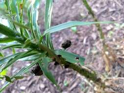 Image of Scarlet lily beetle