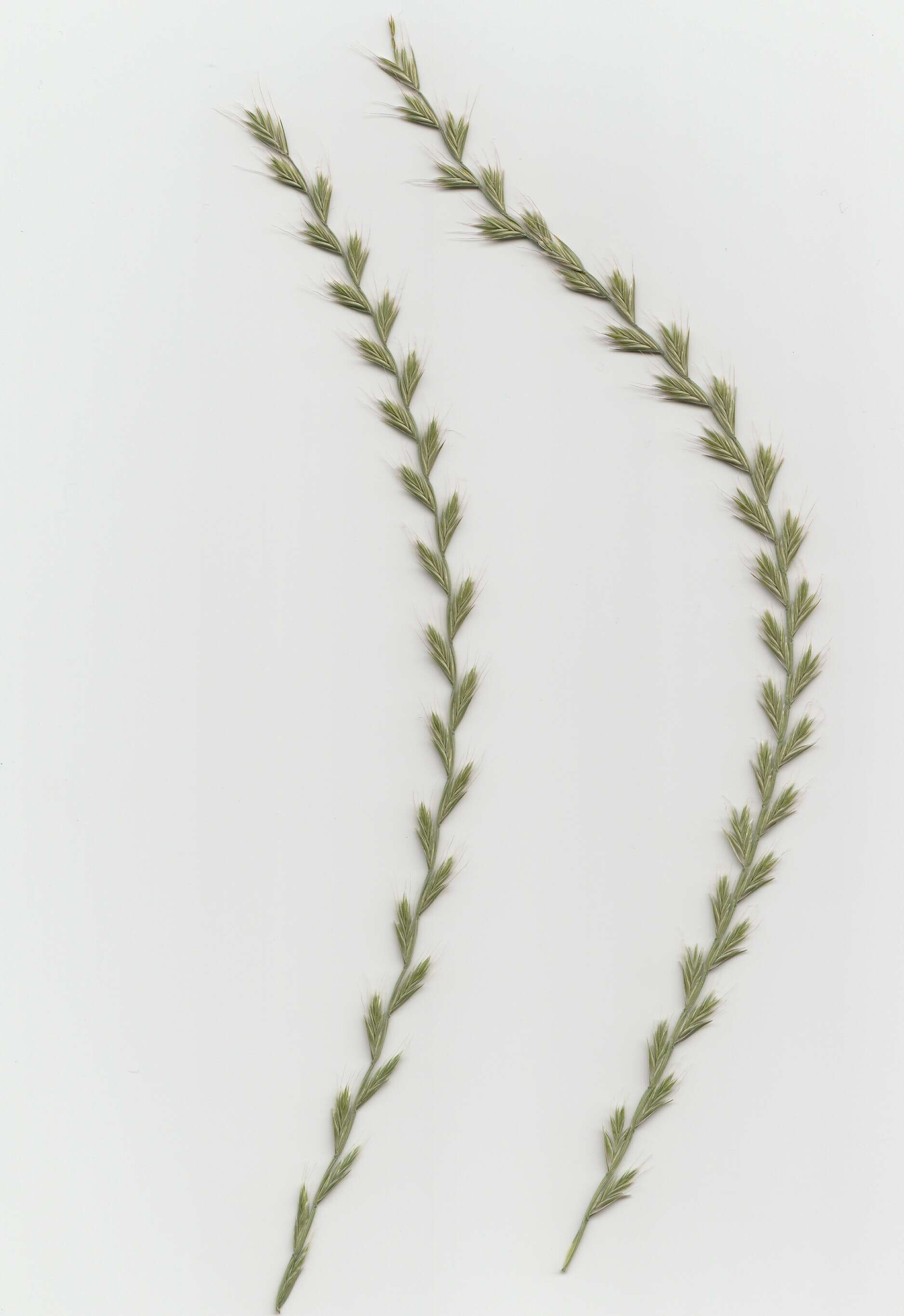 Image of Italian Rye Grass