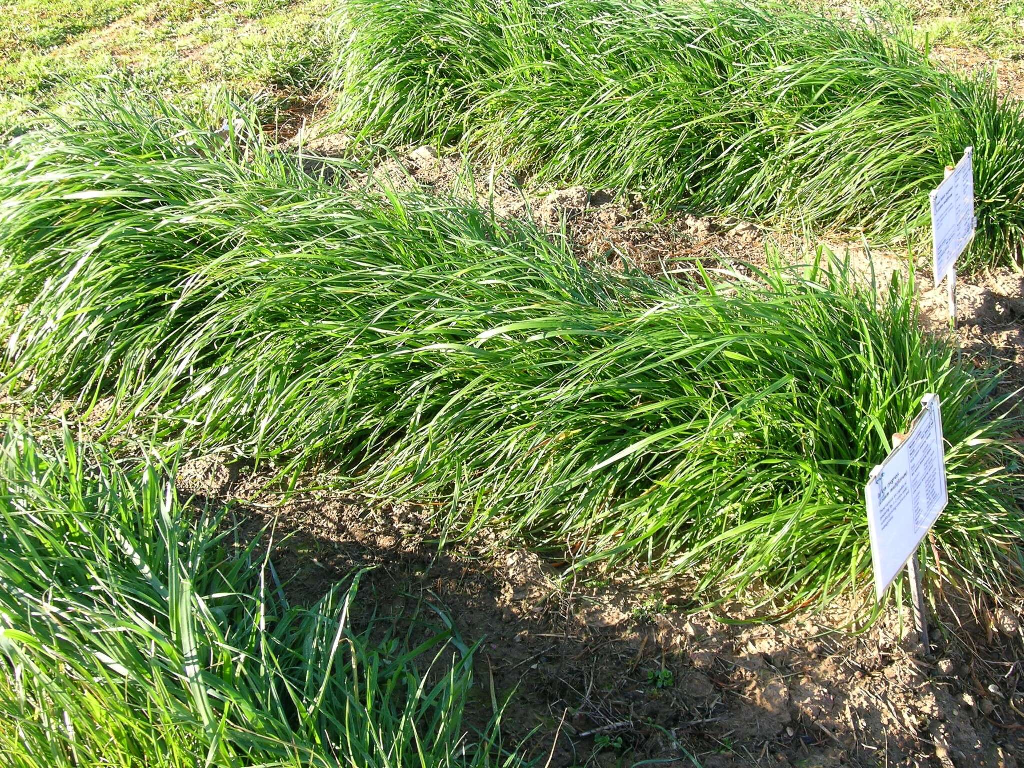 Image of Italian Rye Grass