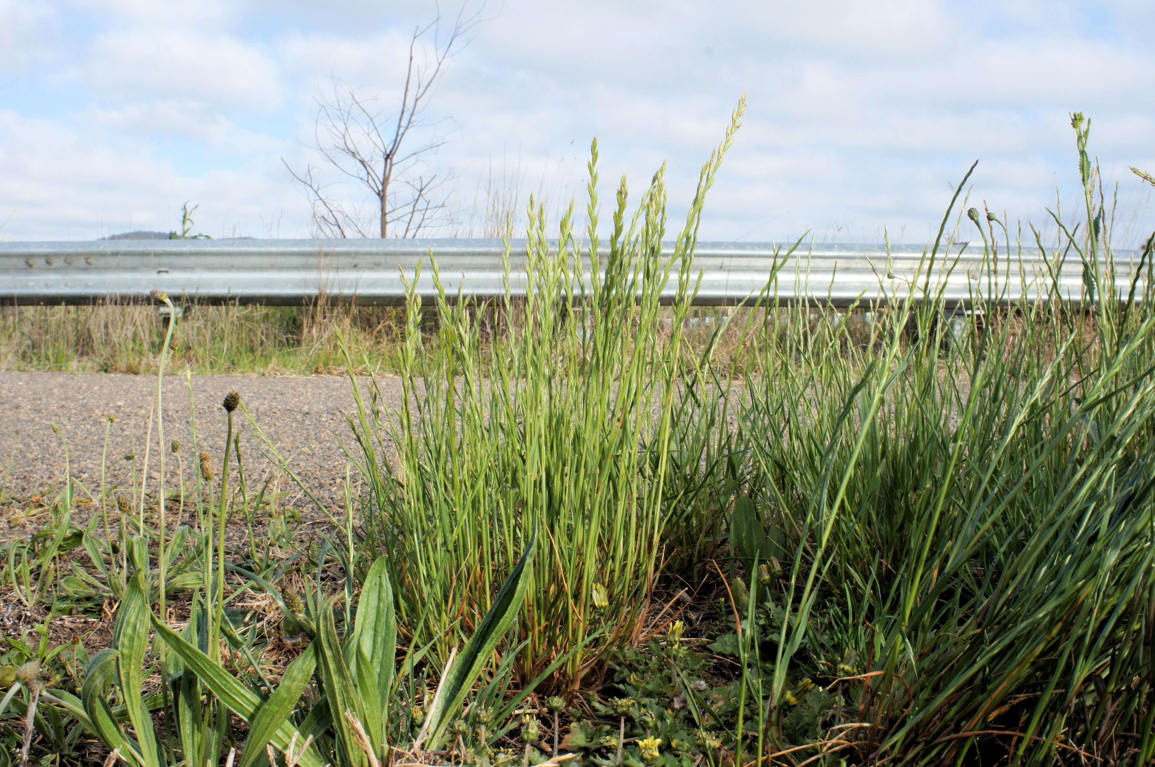 Image of Italian Rye Grass