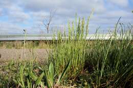 Image of Italian Rye Grass