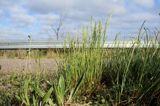 Image of Italian Rye Grass