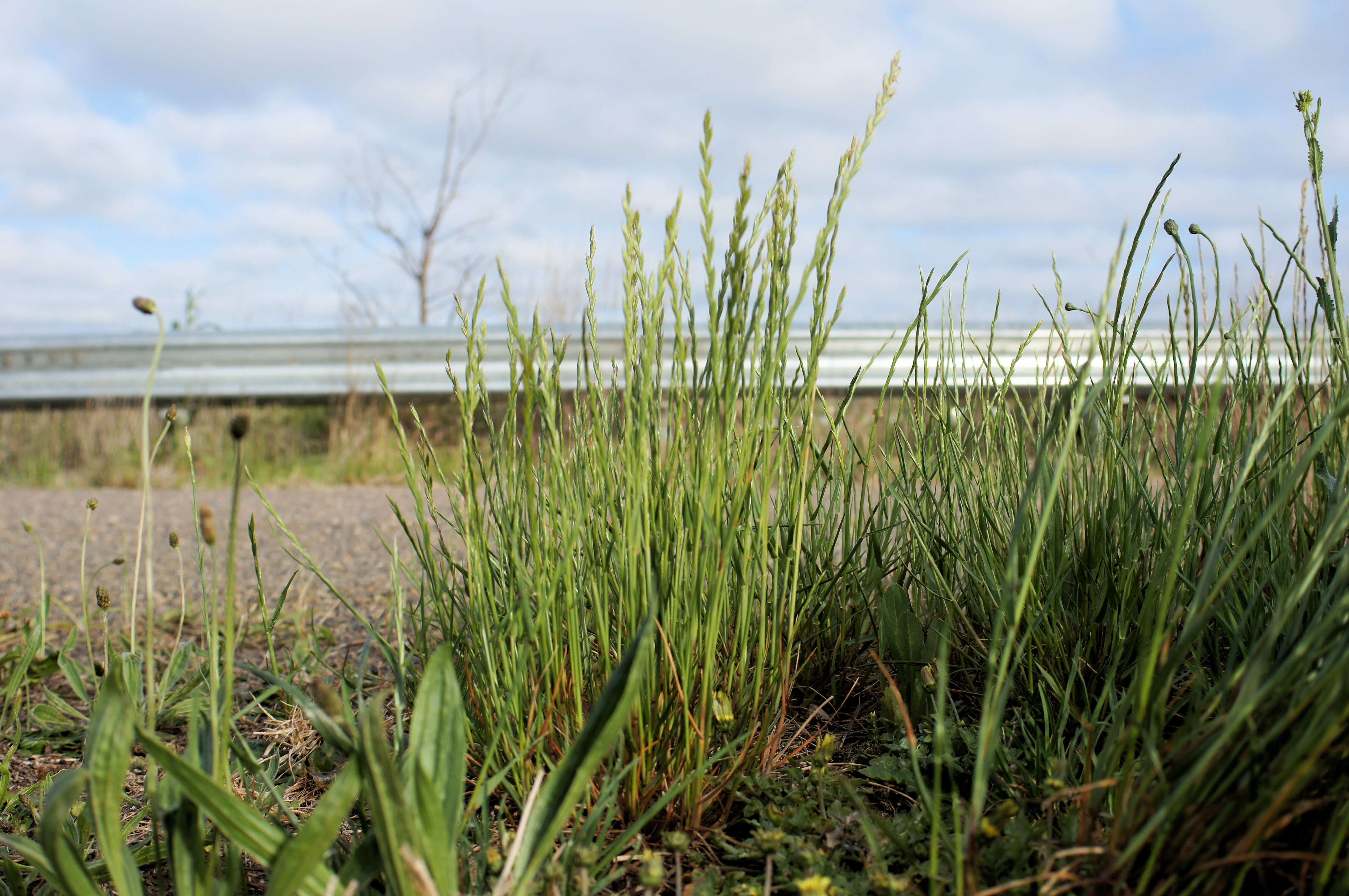 Image of Italian Rye Grass