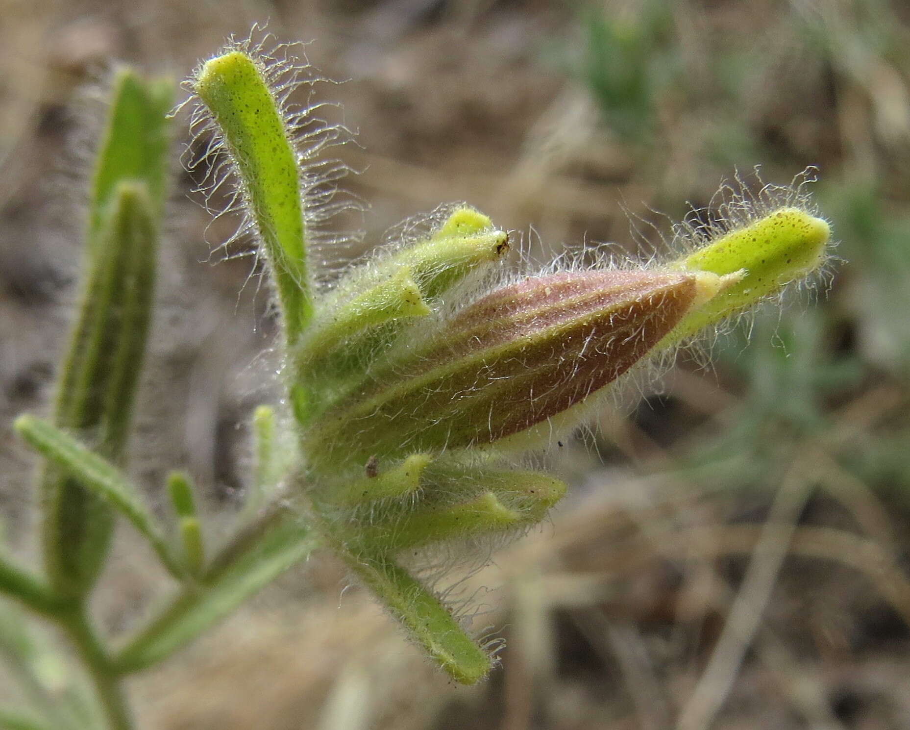 صورة Cordylanthus pilosus subsp. pilosus