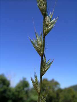 Image of Italian Rye Grass