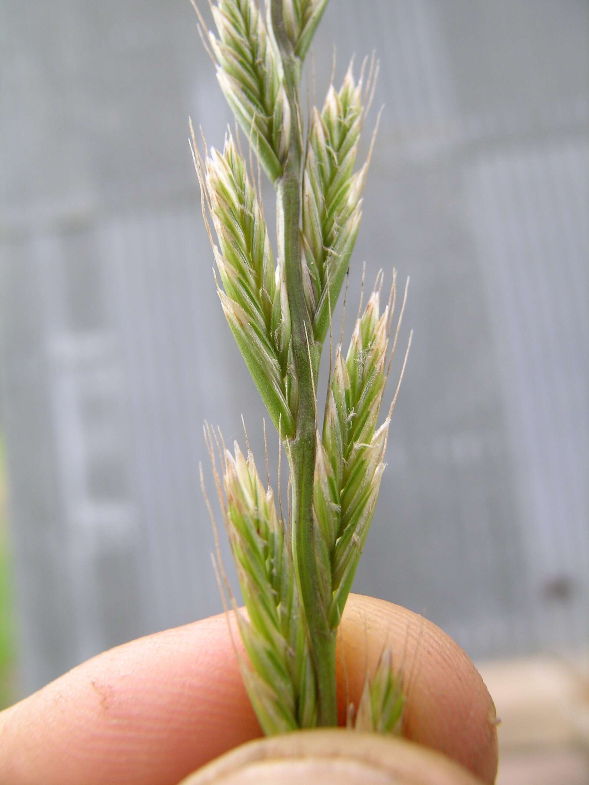 Image of Italian Rye Grass