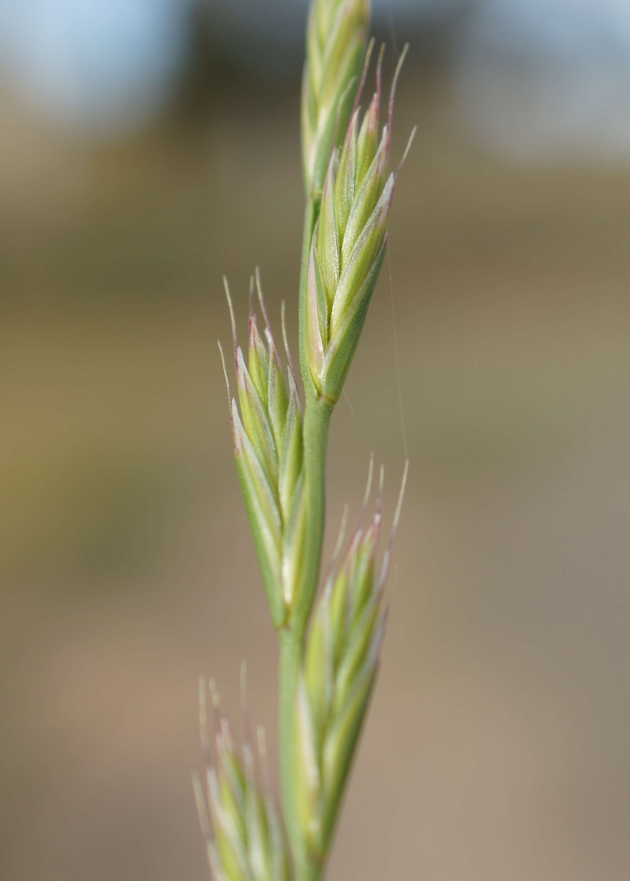 Image of Italian Rye Grass