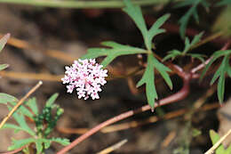 Imagem de Trachymene procumbens (F. Müll.) Benth.