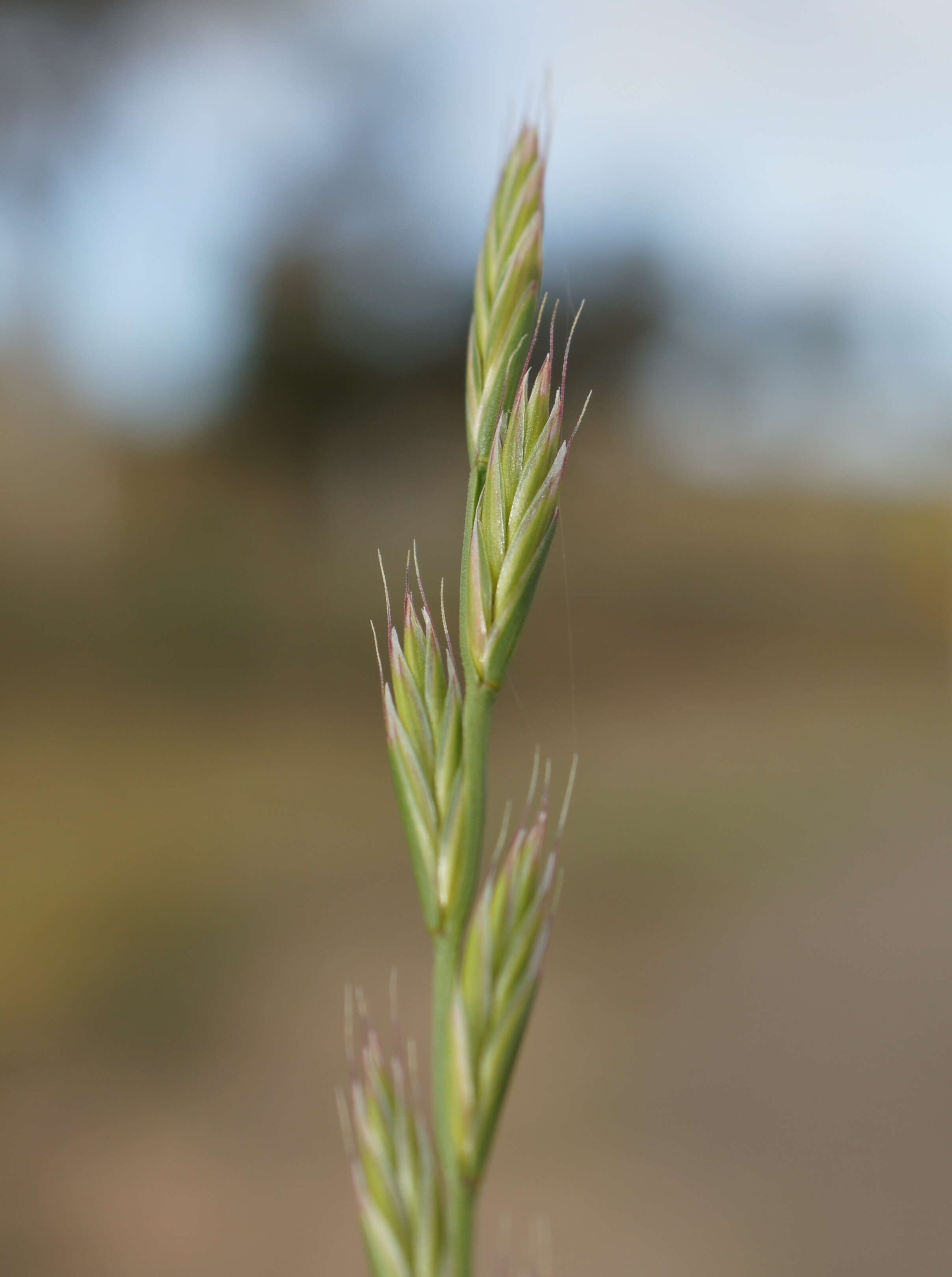 Image of Italian Rye Grass