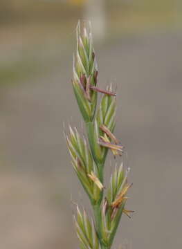 Image de Ray-grass d'Italie